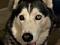 BlueWolf